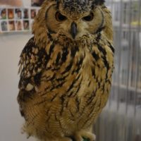 フクロウ・ミミズクが小型から大型までいます。